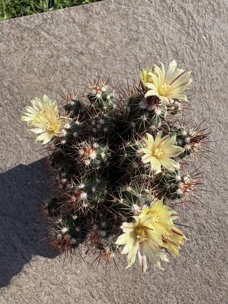 Escobaria huastecaensis